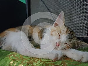Cute kitten sleeping beauty on table