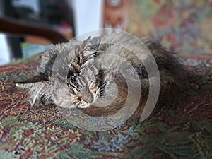 Cute kitten sleeping on a chair a floral background stock image