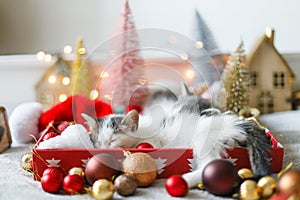 Cute kitten sleeping on cozy santa hat with red and gold ornaments with warm festive lights