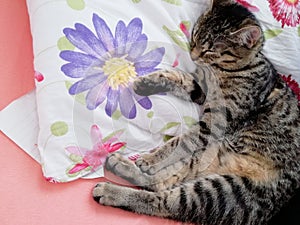 Cute kitten sleeping on flowers