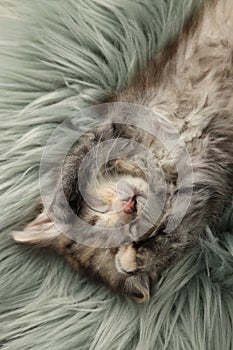 Cute kitten sleeping on fuzzy rug, top view