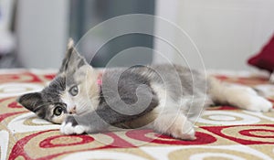 A Cute kitten sleeping on a red sofa.