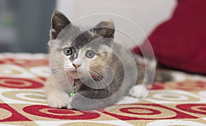 A Cute kitten sleeping on a red sofa.