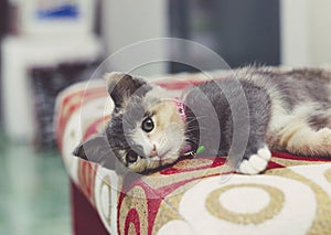 A Cute kitten sleeping on a red sofa.