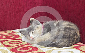 A Cute kitten sleeping on a red sofa.