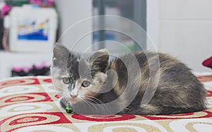 A Cute kitten sleeping on a red sofa.
