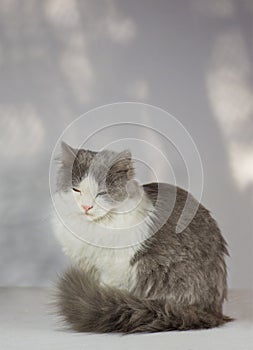 Gray cat sleeping in the house. Cat on a white background photo