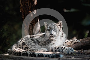 Cute kitten of Snow Leopard cat, Irbis