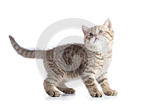 Cute cat kitten standing profile side view over white background cutout