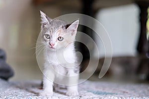 Cute Kitten stands at something