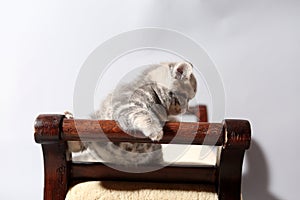 Cute kitten on a stool