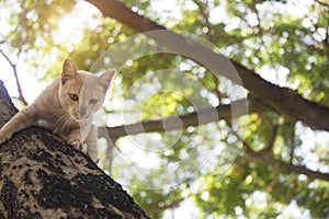 The cute kitten is stuck on the tree, waiting for help from the rescue team