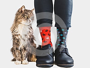 Cute kitten, stylish shoes and bright socks