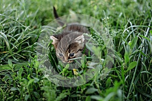 Cute kitten summer greens