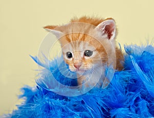 Cute kitten surrounded with blue feathers