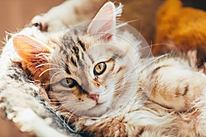 A cute kitten, Syberian cat lying in his den at home