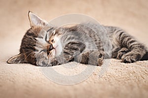 Cute kitten tabby color slumbering on beige carpet