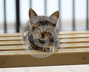 Cute kitten on the table