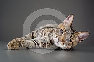 Cute Kitten with Third Eyelid Showing (Protrusion of Nictitating Membrane) photo