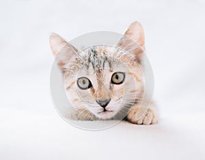 Cute kitten lying on sofa.