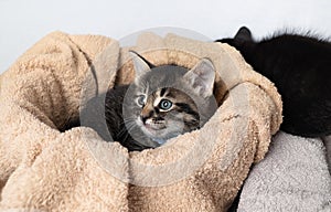Cute kitten on towel