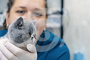 Cute kitten in veterinarian hands. Vet doctor examining a patient cat in a veterinary clinic. Kitten pet check up