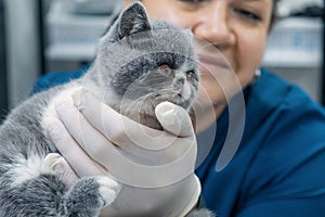 Cute kitten in veterinarian hands. Vet doctor examining a patient cat in a veterinary clinic. Kitten pet check up