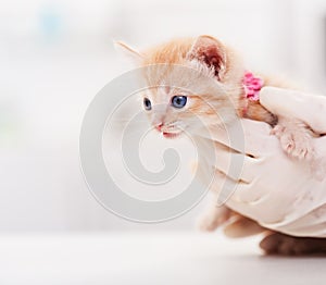 Cute kitten at the veterinary - close up, shallow depth
