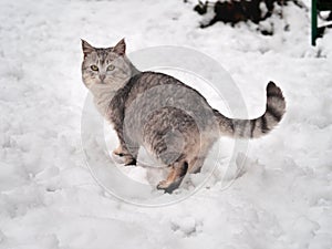 Cute kitten walking in the snow in winter