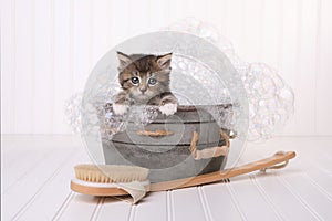 Cute Kitten in Washtub Getting Groomed By Bubble Bath