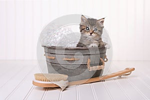 Cute Kitten in Washtub Getting Groomed By Bubble Bath