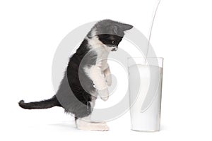 Cute Kitten Watching Milk Pour Into a Glass