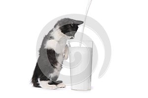 Cute Kitten Watching Milk Pour Into a Glass