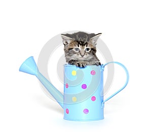 Cute kitten in watering can