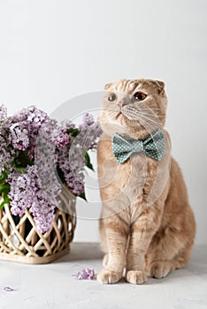 Cute kitten wearing bow tie and lilac flowers bouquet on white background. Concept for a spring greeting card, poster, invitation