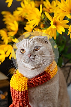 Cute kitten wearing knitted scarf. Autumn mood, vibes. Fall, Thanksgiving composition, greeting card, poster. Hugge