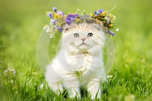 Cute kitten wearing a wreath of flowers on the green grass