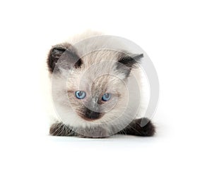 Cute kitten on white background