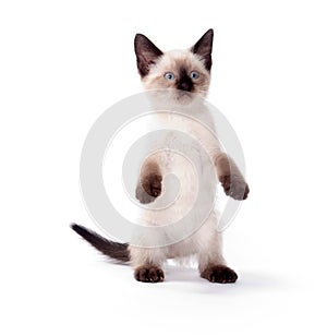 Cute kitten on white background