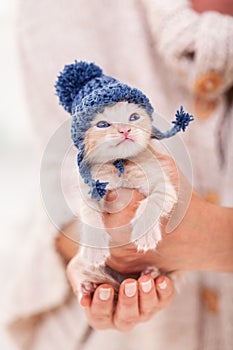 Cute kitten with woolen hat sitting in woman palm