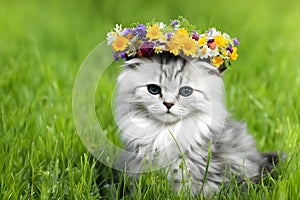 Cute kitten with wreath of flowers on green grass, outdoors