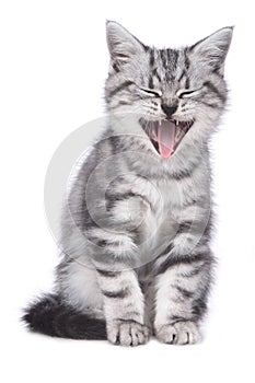 Cute kitten is yawning