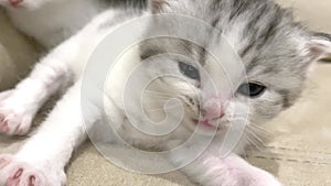 Cute kitten yawns and stretches. Happy pets concept