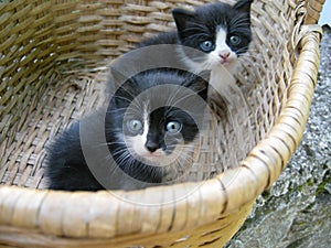Cute kittens in basket