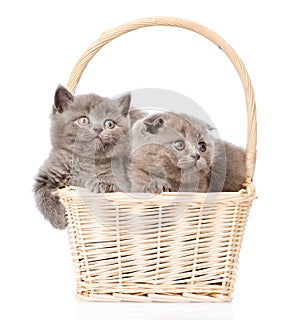 Cute kittens in basket looking away. isolated on white background