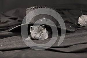 Cute kittens and black hat