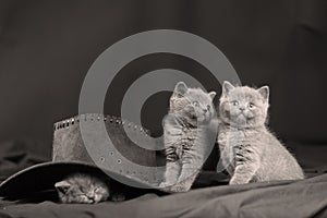 Cute kittens and black hat