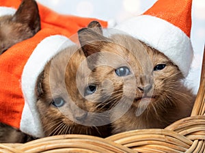 Cute kittens in Christmas hats