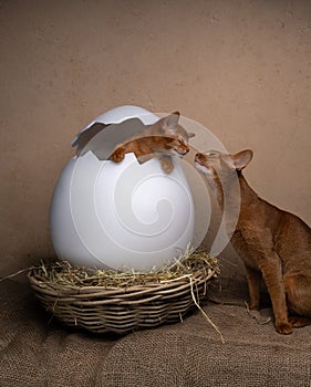 cute kittens inside of easter egg