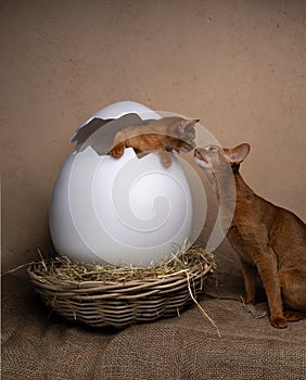 cute kittens inside of easter egg